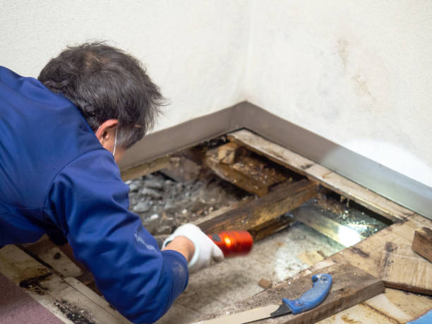 Best Professional Mold Removal  in Shelburne Falls, MA
