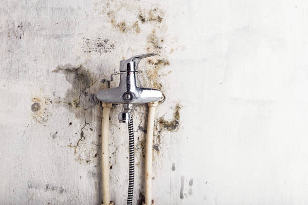 Best Mold Removal Company Near Me  in Shelburne Falls, MA