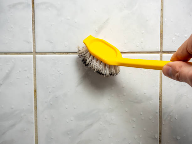 Best Mold Removal Company Near Me  in Shelburne Falls, MA