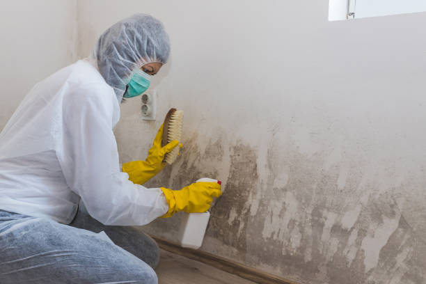 Mold Removal Process in Shelburne Falls, MA