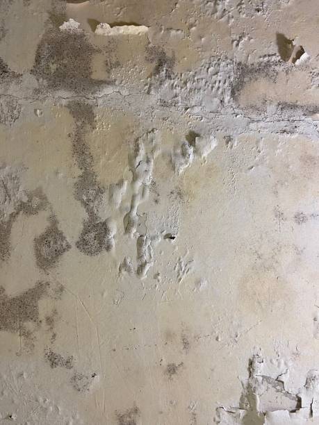 Best Attic Mold Removal  in Shelburne Falls, MA