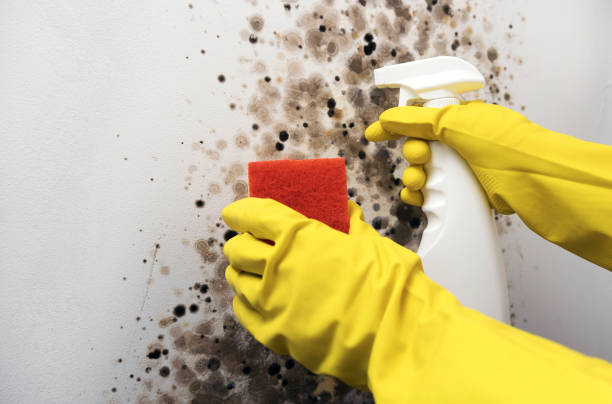 Best Certified Mold Removal  in Shelburne Falls, MA