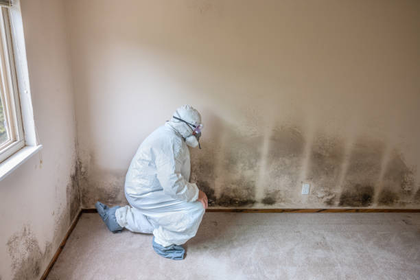 Mold Removal and Inspection in Shelburne Falls, MA