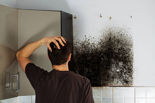 Best Mold Removal Company Near Me  in Shelburne Falls, MA