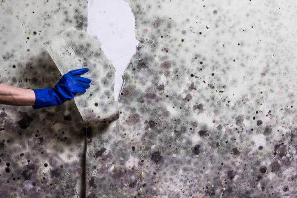 Best Mold Cleaning Services  in Shelburne Falls, MA