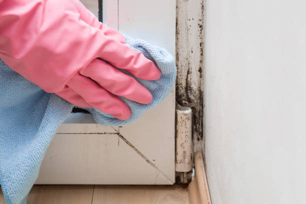 Best Home Mold Removal  in Shelburne Falls, MA