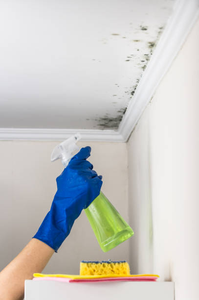 Attic Mold Removal in Shelburne Falls, MA