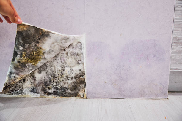 Best Same-Day Mold Removal  in Shelburne Falls, MA